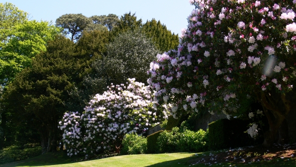 Bois des Moutiers (261) Mai 2012